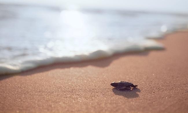 {"external":false,"href":"witness-the-fantastic-journey-of-caretta-carettas-in-turkiye","target":""}
