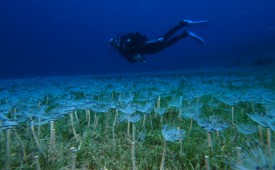 {"external":false,"href":"turkiyes-10-most-beautiful-dive-sites","target":""}