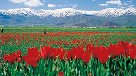 Muş