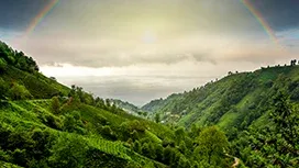 Rize