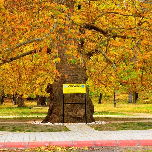 Gallery item 42