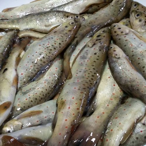 Brown Trout