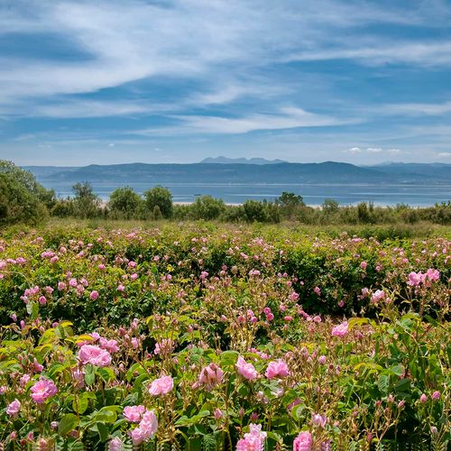 Rose Gardens