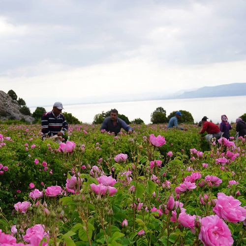 Rose Gardens