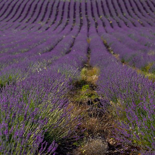 Lavender Valley