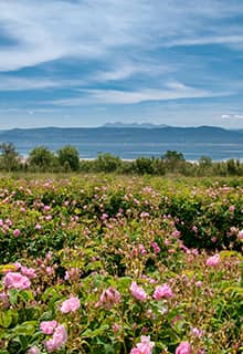Rose Gardens