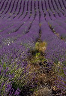Lavender Valleys