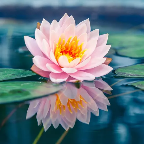 گیاه نیلوفر آبی
