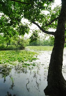 Заплавний ліс Каракабей