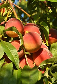 Bursa Peach