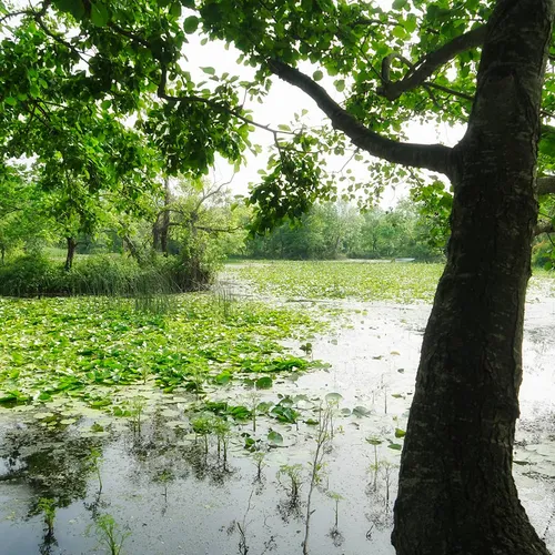 Karacabey Floodplain Forest