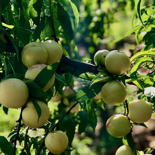 Die Frucht Bayramiç Beyazı