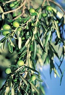 La Culture de l'olive de Çanakkale