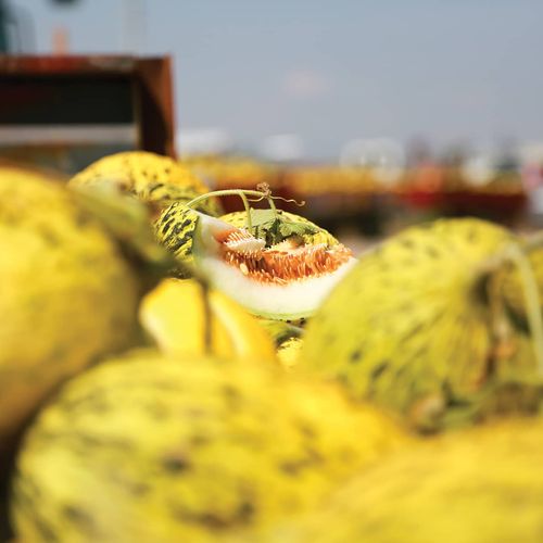 Çankırı Melone