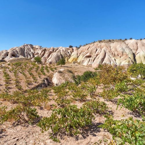 Vignobles de la vallée de la Cappadoce