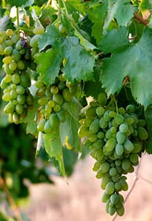 Uvas de Capadocia
