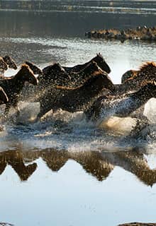 Yılkı Horses