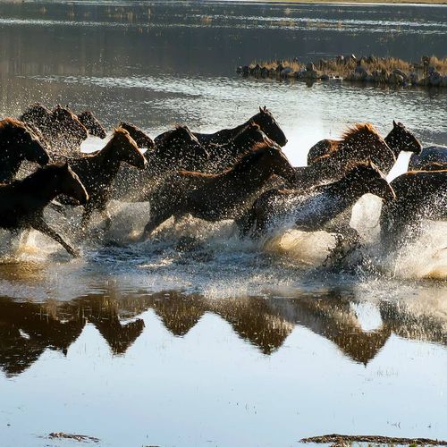 خيول Yılkı
