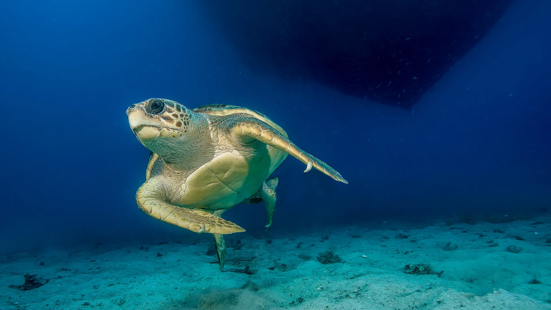2-Day Caretta Caretta Hatching Season Route header