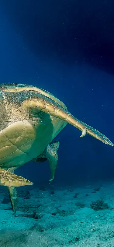 2-Day Caretta Caretta Hatching Season Route header