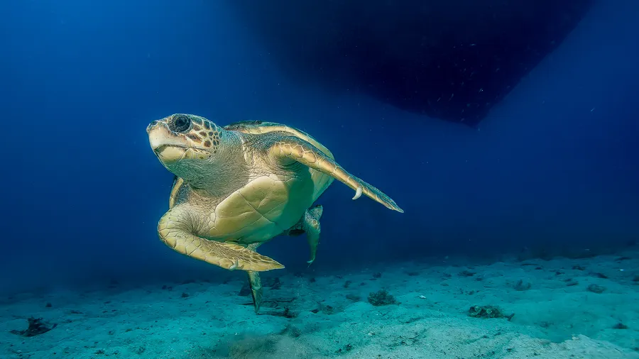 2-Day Caretta Caretta Hatching Season Route