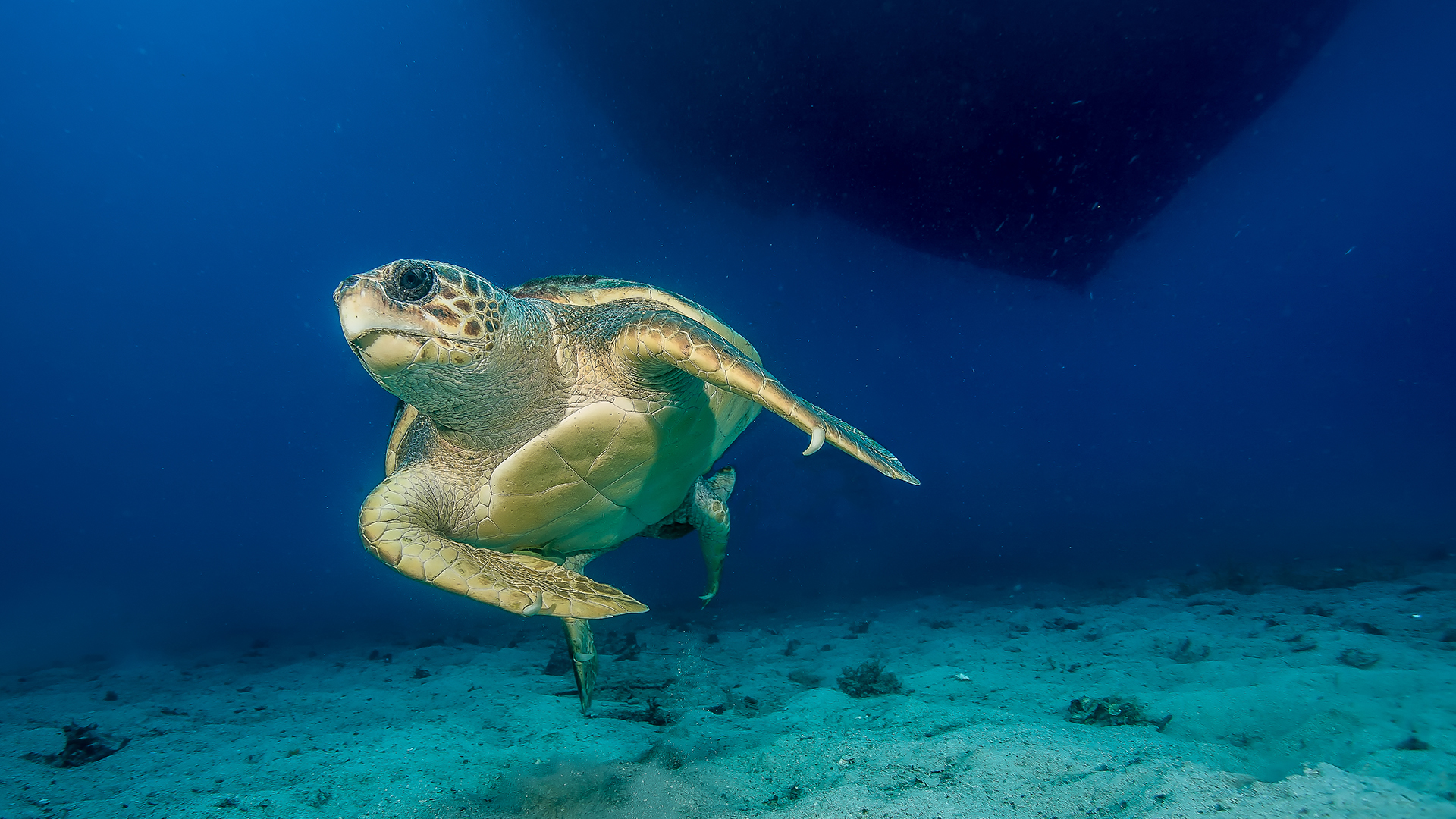 2-Day Caretta Caretta Hatching Season Route header