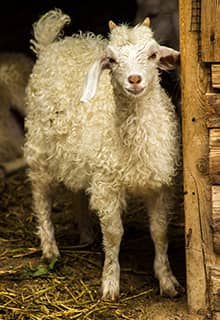 Angora（安哥拉）山羊