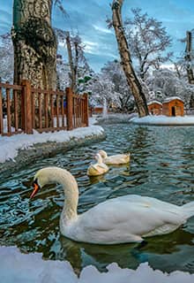 Kuğulu Park, Ankara