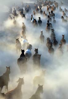Yılkı Horses