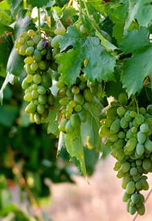 Cappadocia Grapes