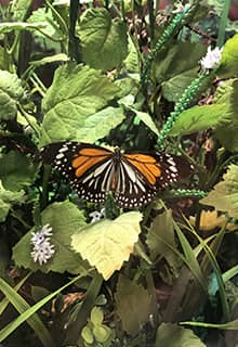 Tropical Butterfly Garden, Konya