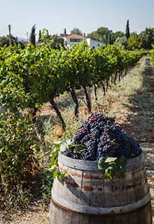Urla Vineyard Route