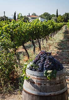 Urla Vineyard Route
