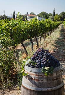 Urla Vineyard Route