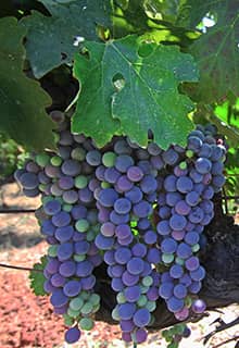 Grapes