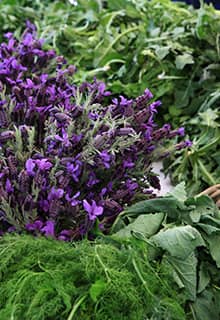 Herbs