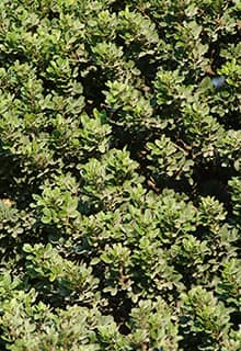 Mastic Trees