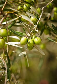Olive Tree