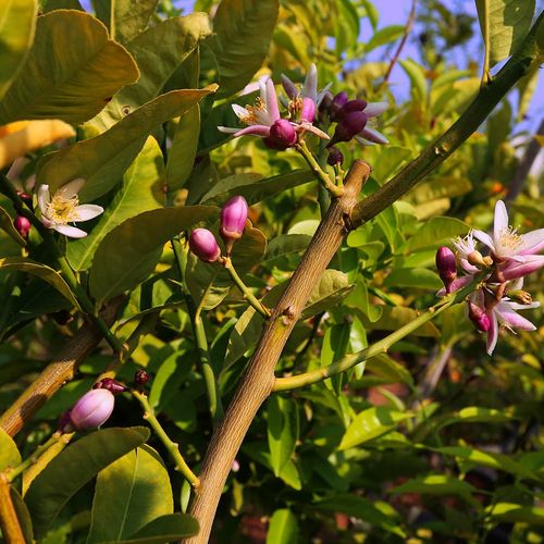 Citrus Groves