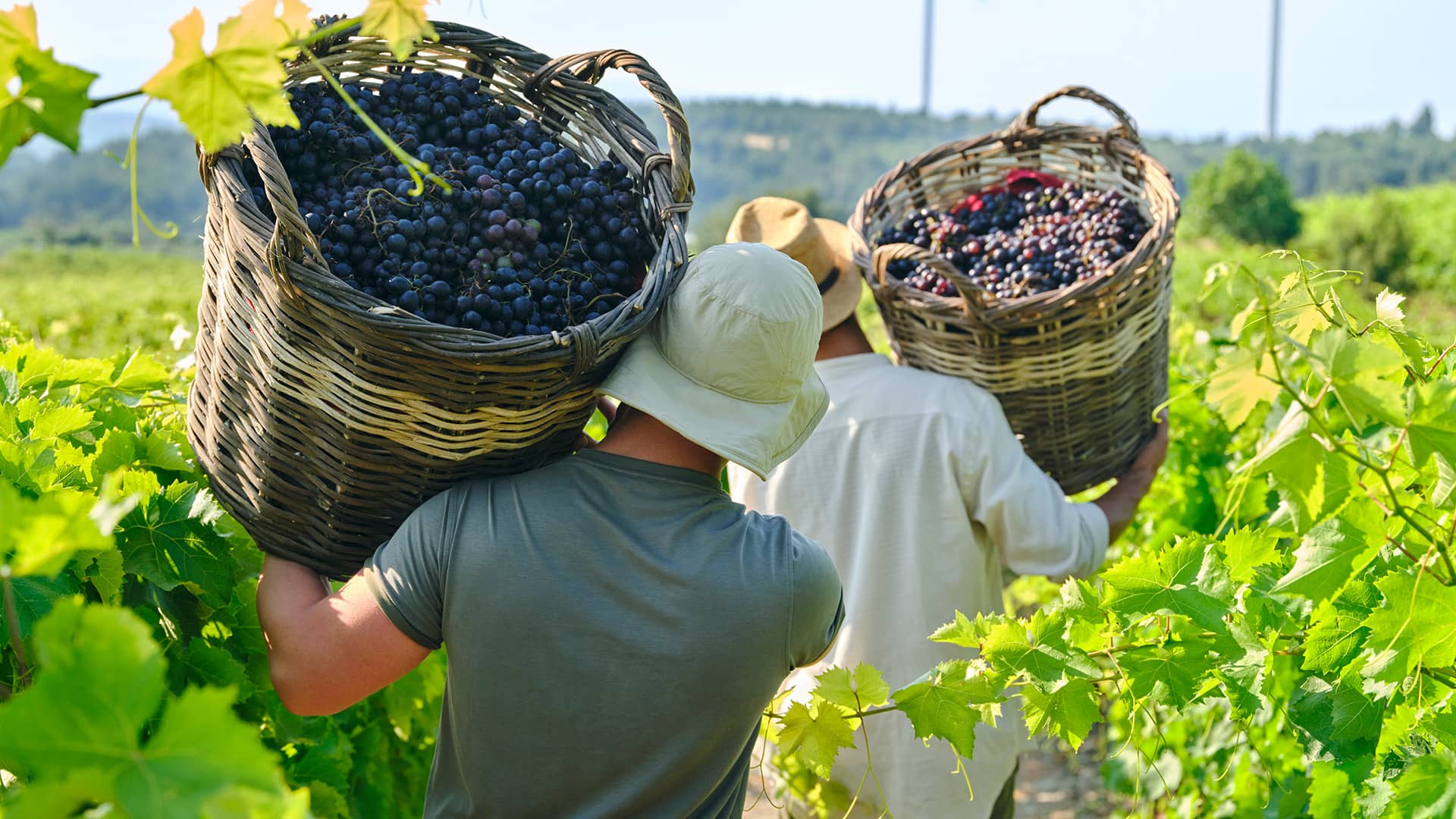 Vineyards of Anatolia Hero