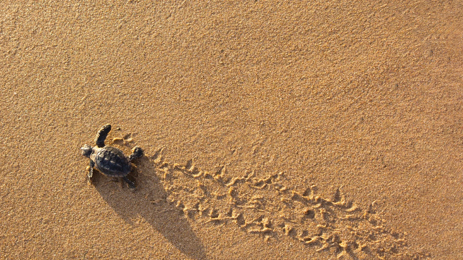Caretta Carettas Hero