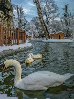 Ankara