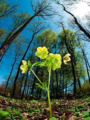 Endemic Plants
