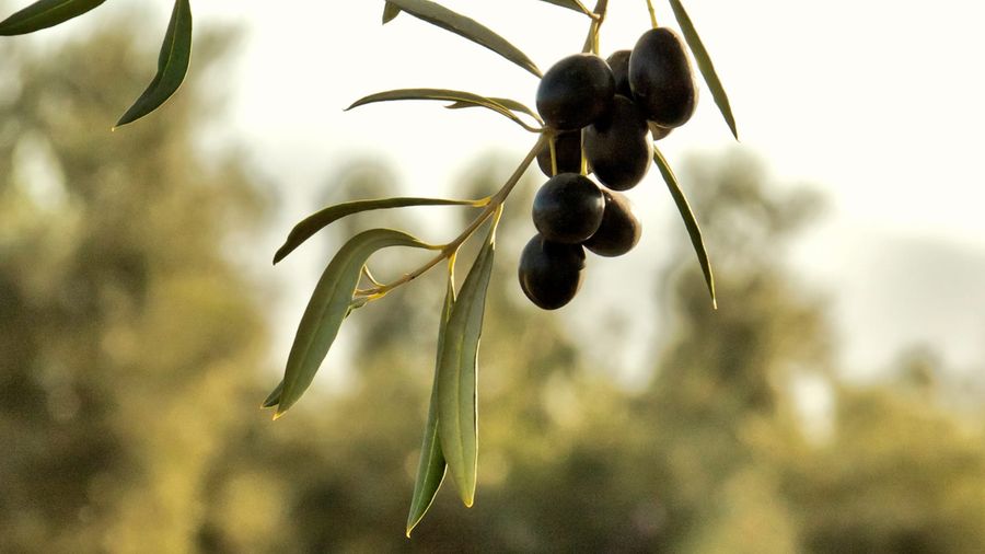 Olive Tree Route