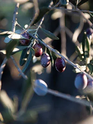 Olive Fest