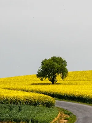 Tekirdağ