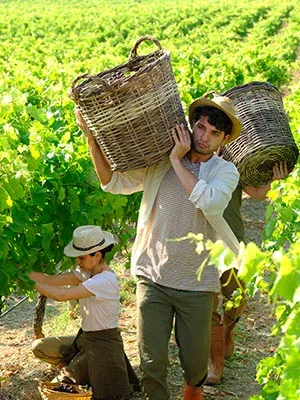 Wine & Vine-harvesting