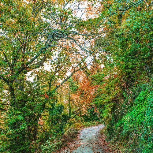 Istranca Forest