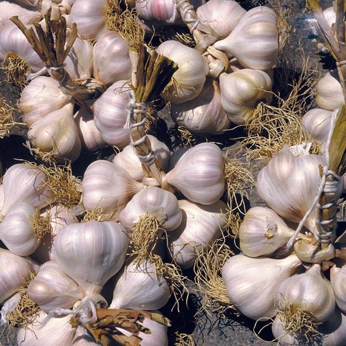 Mountain Garlic