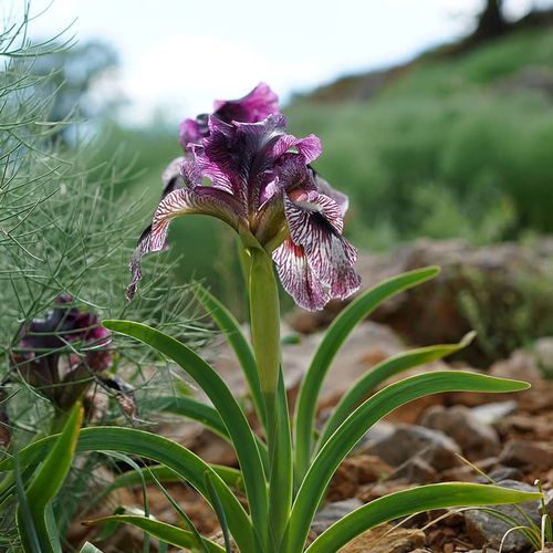 Mountain Lily
